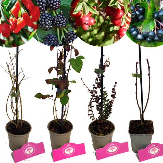  Set Van 4 Fruitplanten – 1 Gojibes, 1 Braam, 1 Appelbes, 1 Cranberry – Hoogte 15/30cm – 9cm Pot – Mix B
