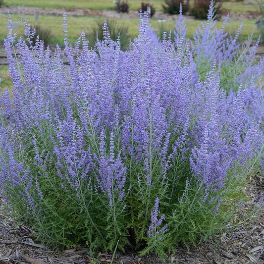 GP 12 X Perovskia Blue Spire - Reuzenlavendel In 9x9cm Pot Met Hoogte 0-10cm