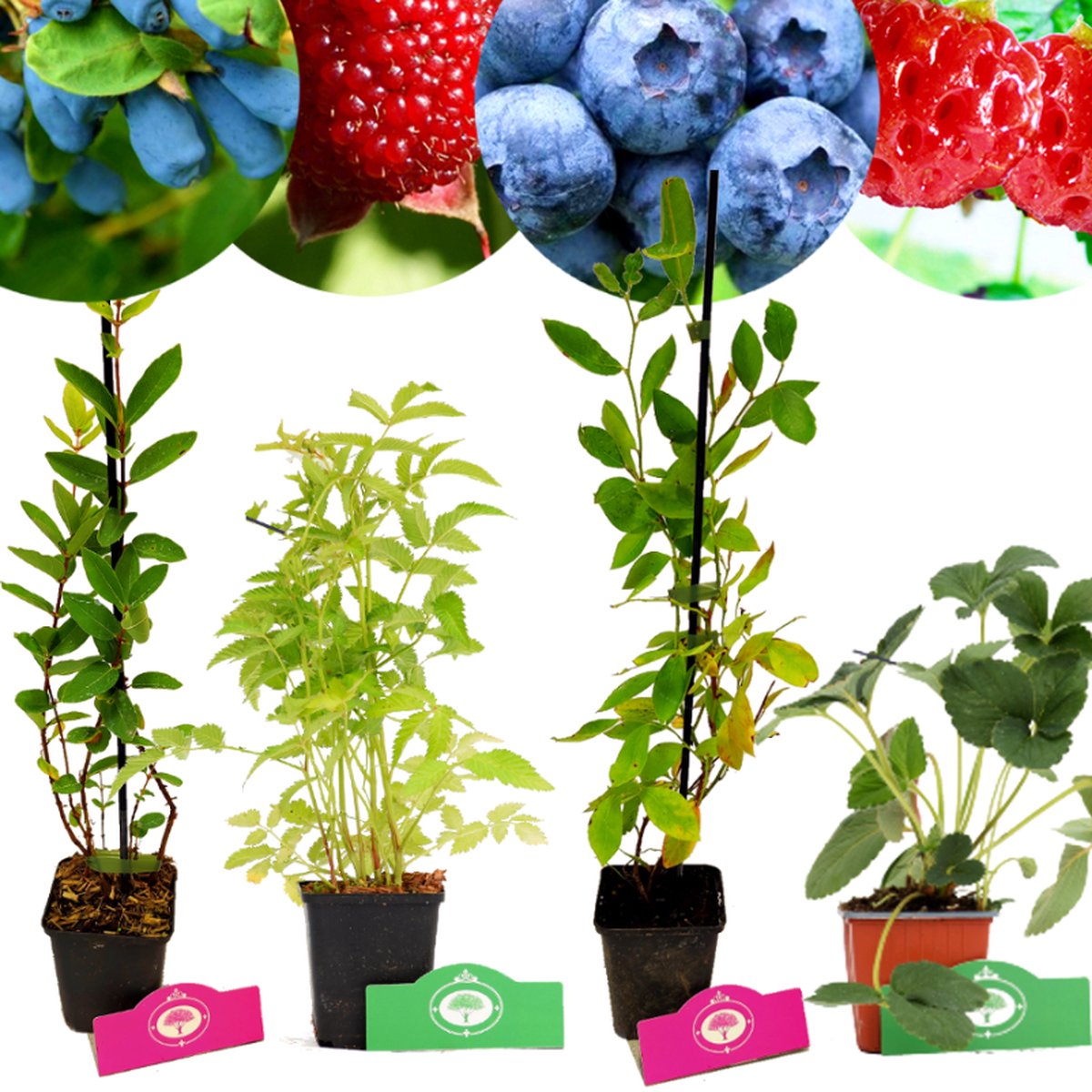  Set Van 4 Fruitplanten – 1 Blauwebes, 1 Framberry, 1 Honingbes, 1 Aardbei-framboos – Hoogte 15/30cm – 9cm Pot – Mix A