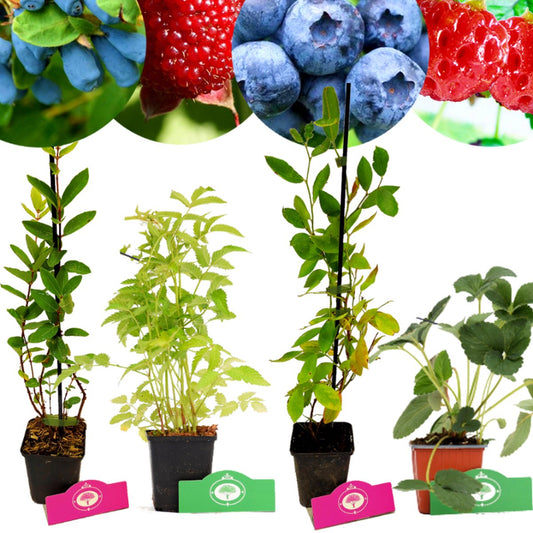  Set Van 4 Fruitplanten – 1 Blauwebes, 1 Framberry, 1 Honingbes, 1 Aardbei-framboos – Hoogte 15/30cm – 9cm Pot – Mix A