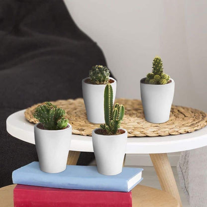 Ecoworld Mini Cactussen - 5 Stuks - Ø 6 Cm - Hoogte 8-15 Cm