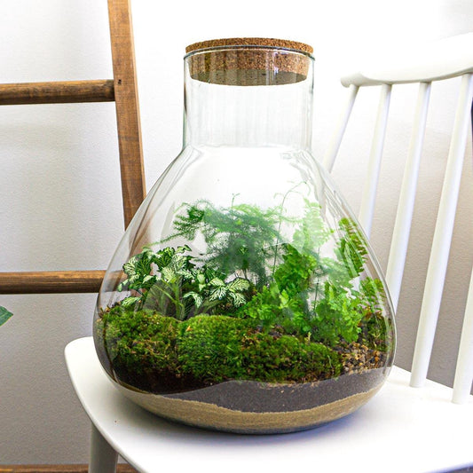  Mini-Ecosysteem | 35 Cm Hoog - Zelfvoorzienende Planten In Fles - Terrarium Met Kamerplanten Voor Binnen | Plant In Fles - Sam XL - Flessentuin