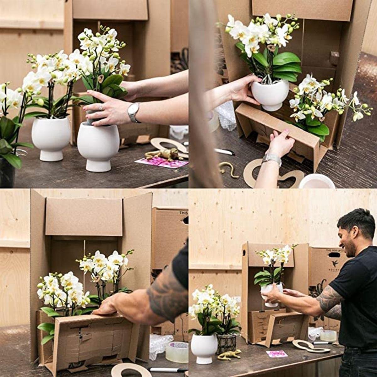  Kolibri Orchids | Rode Phalaenopsis Orchidee - Congo - Potmaat Ø9cm | Bloeiende Kamerplant - Vers Van De Kweker