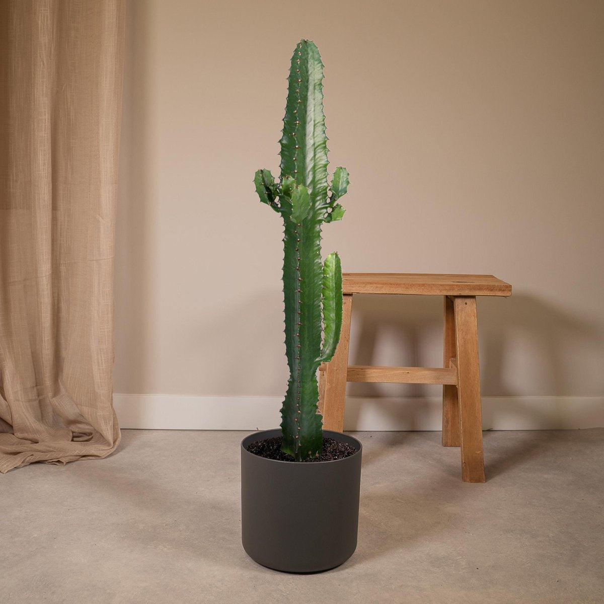  Euphorbia Acrurensis - Cactus - 50cm