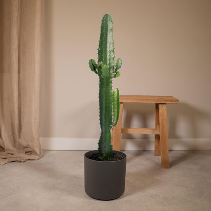 Euphorbia Acrurensis - Cactus - 50cm