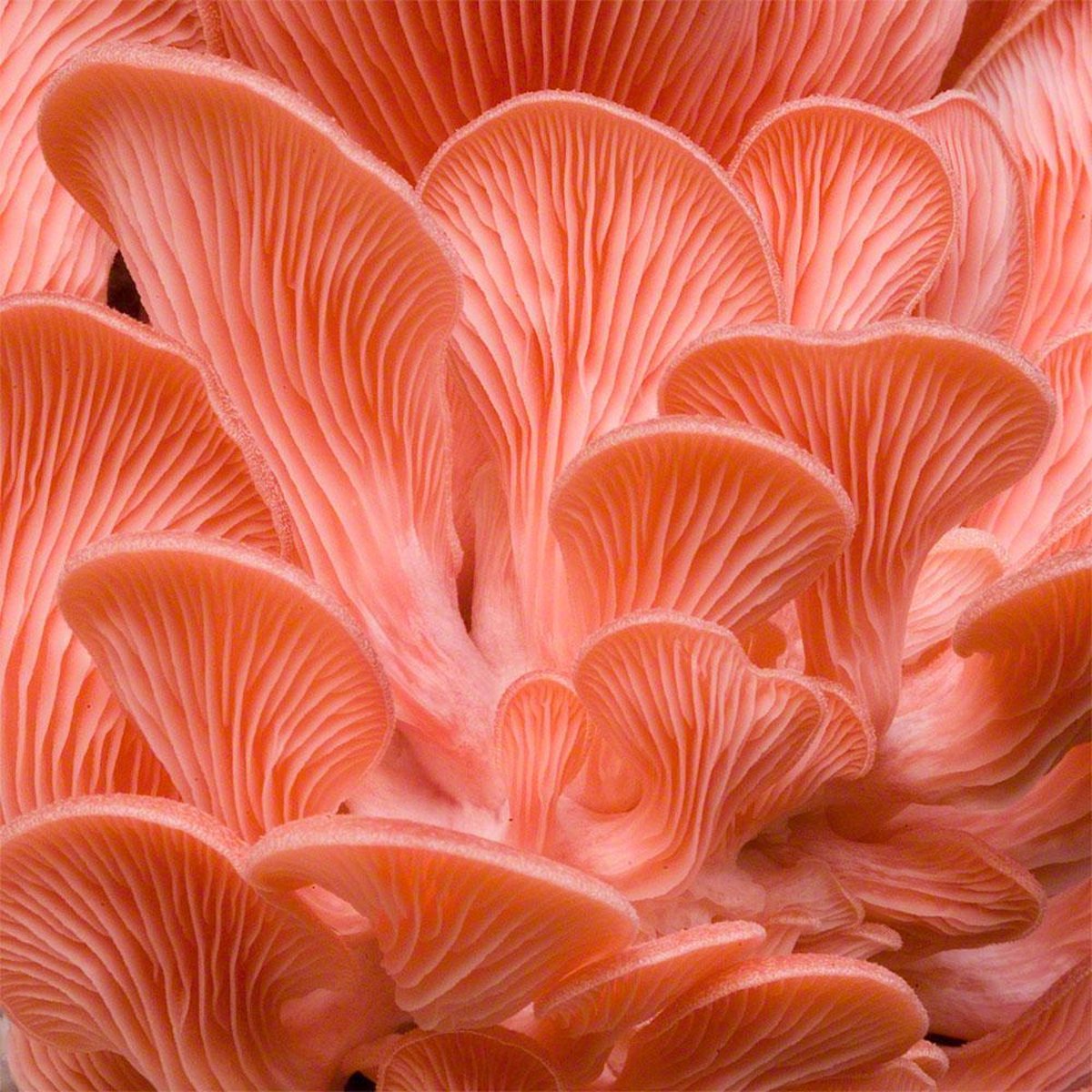  ToshiFarm Broed Voor Grijze Gele En Roze Oesterzwammen - Triple Pack - 150 Gram