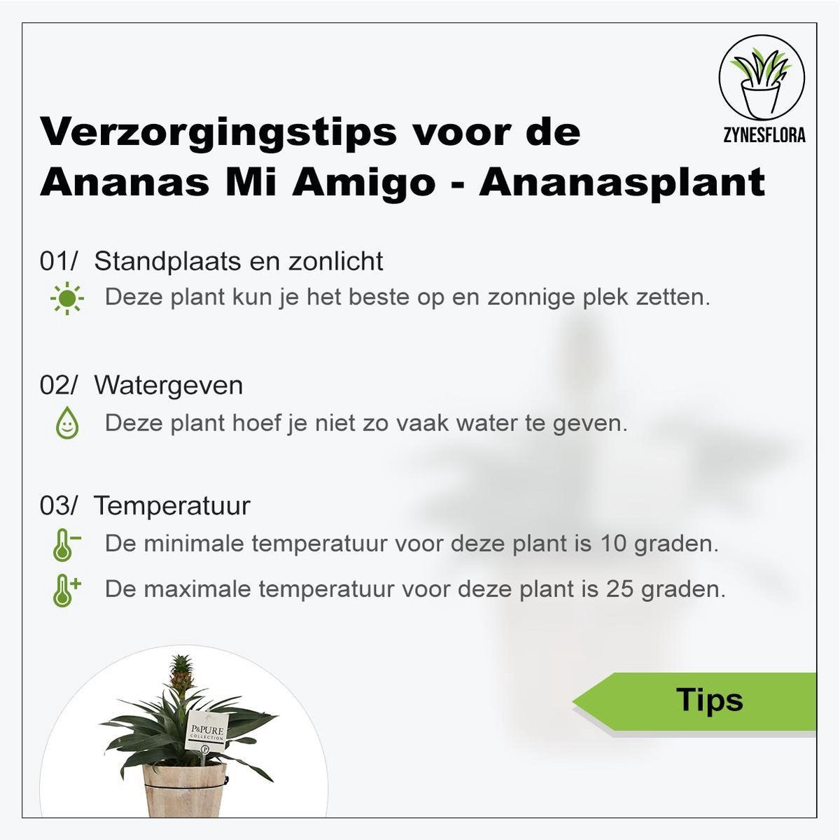  ZynesFlora - Ananasplant In Houten Sierpot - Ø 12 Cm - Hoogte: 30 - 40cm - Luchtzuiverend - Kamerplant - Kamerplant In Pot