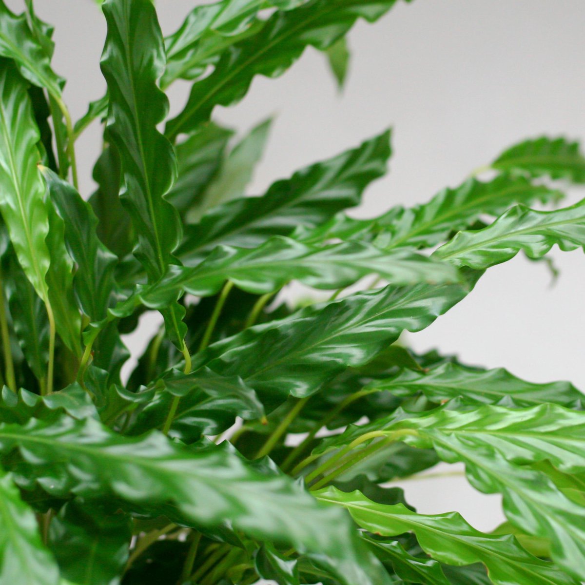  Calathea Rufibarba Bluegrass | Groene Kamerplant | Potmaat 17cm | Hoogte 60cm | Geleverd In Kwekerspot