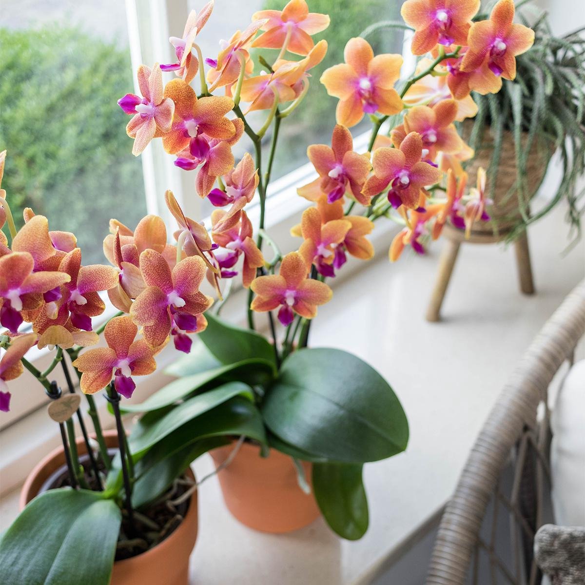  Kolibri Orchids | Oranje Geurende Phalaenopsis Orchidee - Fragrance Orange - Potmaat Ø12cm | Bloeiende Kamerplant - Vers Van De Kweker