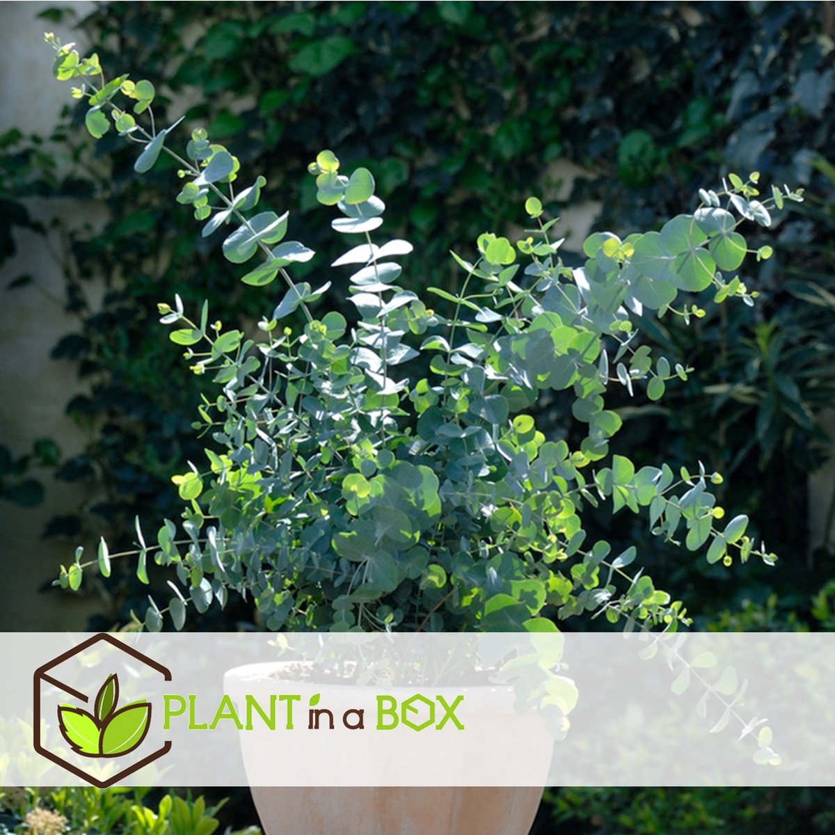  Plant In A Box - Eucalyptus Pulverulenta 'Baby Blue' - Set Van 2 - Pot 13cm - Hoogte 25-40cm