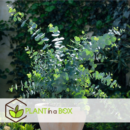  Plant In A Box - Eucalyptus Pulverulenta 'Baby Blue' - Set Van 2 - Pot 13cm - Hoogte 25-40cm