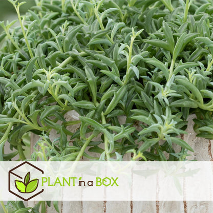  Plant In A Box - Senecio Peregrinus - Set Van 2 Hangplanten - Kamerplant - Dolfijnenplant - Pot 12cm - Hoogte 10-20cm