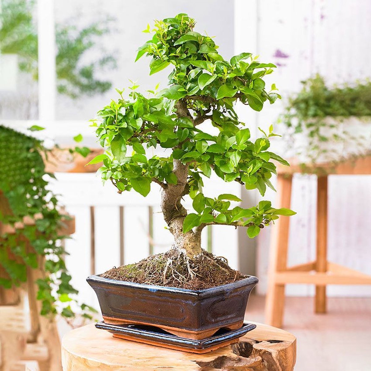  Bonsaiworld Bonsai Boompje + Starters Kit - 5-Delige Set - 10 Jaar Oude Bonsai Boom - Hoogte 25-30 Cm