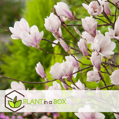  Plant In A Box - Magnolia Stellata - Set Van 3 - Brede Struik/Kleine Boom Winterhard - Roze Bloemen - Pot 9cm - Hoogte 25-40cm