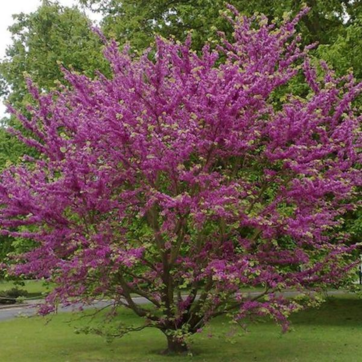  Cercis Siliquastrum - Judasboom 40-50 Cm In Pot