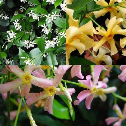  3 X Toscaanse Jasmijn Gemengd (3 Halen, 2 Betalen!) - Mix Geel, Wit En Roze Jasmijn Plant | Groenblijvend/Wintergroen En Winterhard - Klimplanten - Goed Voor 1 Strekkende Meter Haag Met Bloemen | 3 X 1,5 Liter Pot - Te Combineren Met Rozen In Klimrek