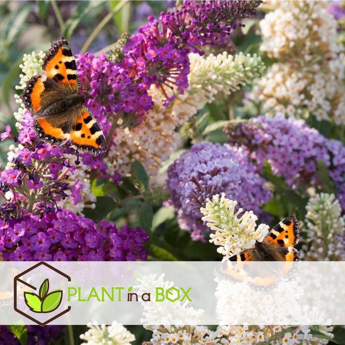  Plant In A Box - Mix Van 3 Vlinderstruiken - Buddleja Davidii 'Nanho Blue', 'Pink Delight', 'White Profusion' - Pot 9cm - Hoogte 25-40cm