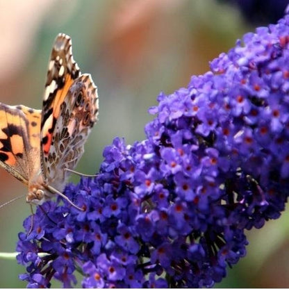  3 X Vlinderstruik Buddleja: Davidii 'Royal Red'/'White Profusion'/'Empire Blue' - Rood/Wit/Blauw, Meerjarig En Winterhard - Set Van 3 Vlinderstruiken / Vlinderplant | 3 X 1.5 Liter Potten - Aantrekkelijk Voor De Vlinder