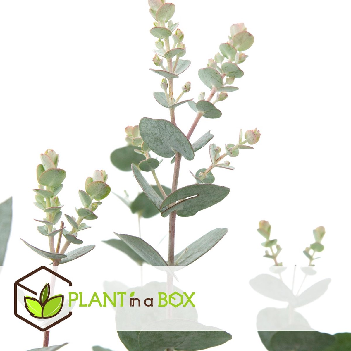  Plant In A Box - Eucalyptus Pulverulenta 'Baby Blue' - Set Van 2 - Pot 13cm - Hoogte 25-40cm