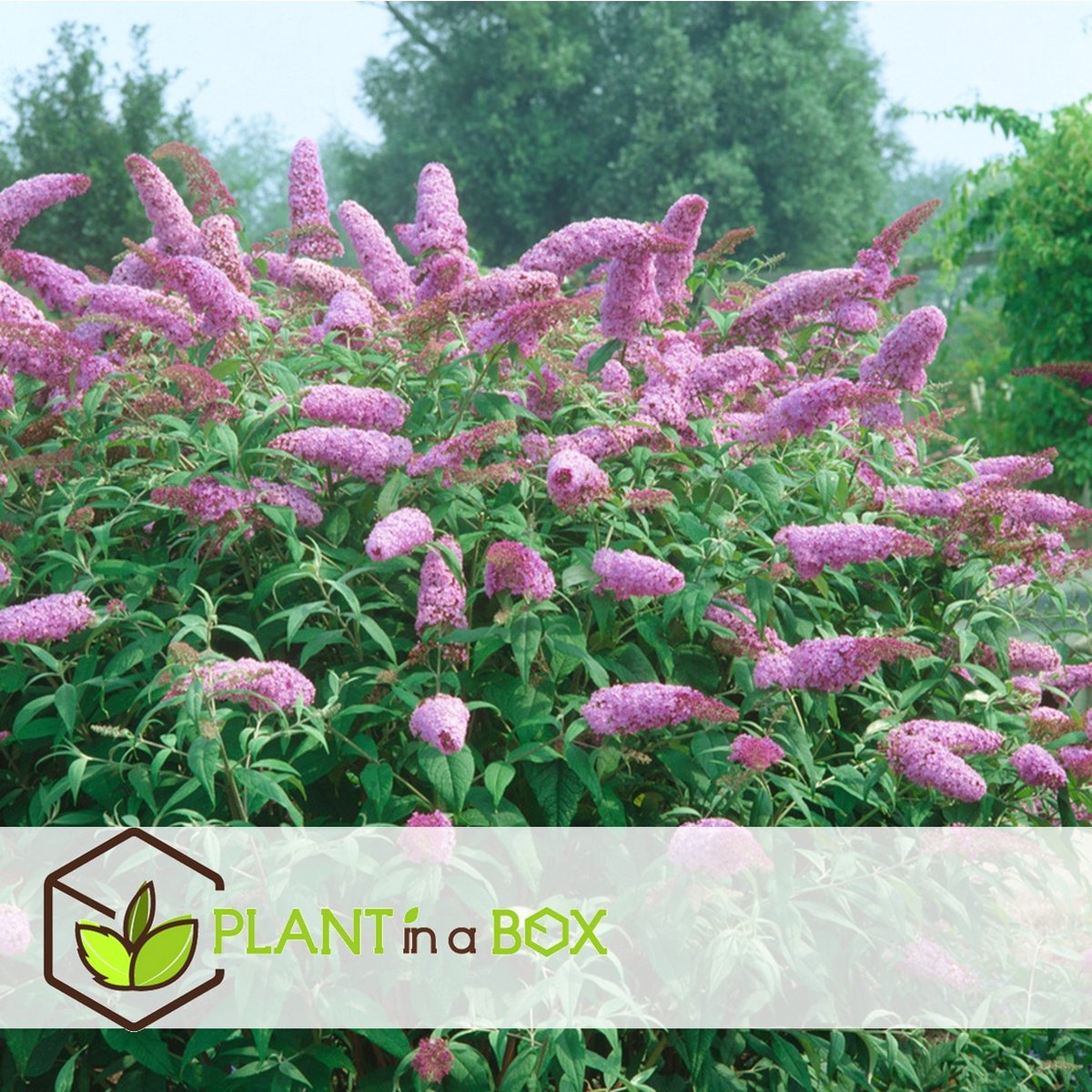  Plant In A Box - Mix Van 3 Vlinderstruiken - Buddleja Davidii 'Nanho Blue', 'Pink Delight', 'White Profusion' - Pot 9cm - Hoogte 25-40cm