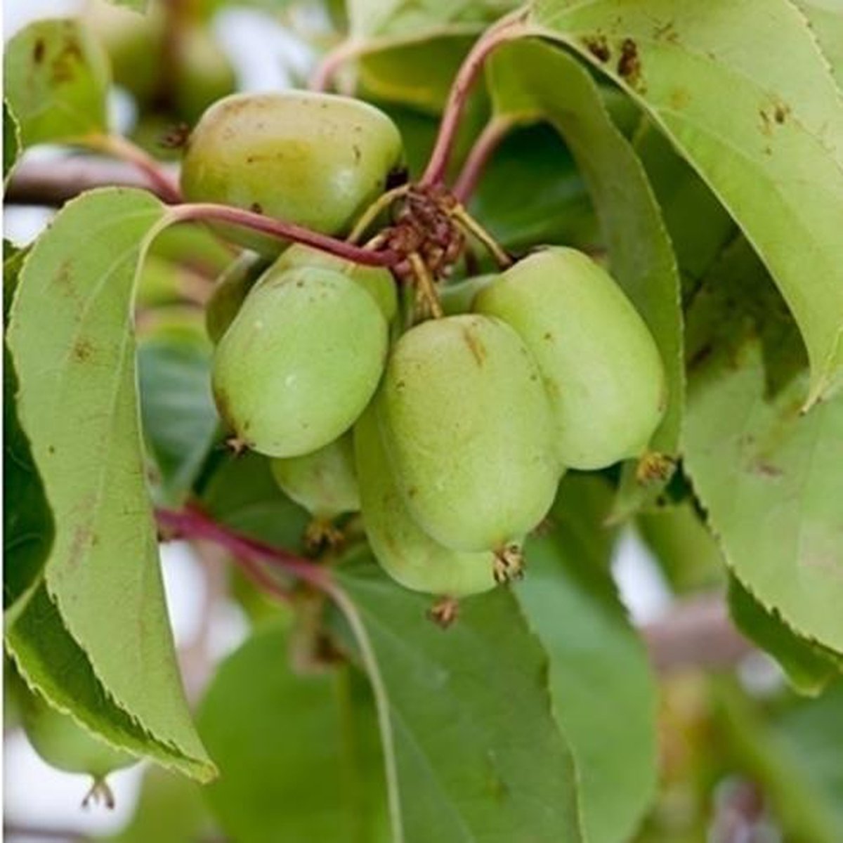 Merkloos Mini-kiwi - Kiwibes - Actinidia Arguta Issai - Zoete Kiwi - Hoogte 60cm - Winterhard - Kleinfruit - Fruitstruik - Plant - Eigen Fruit Kweken