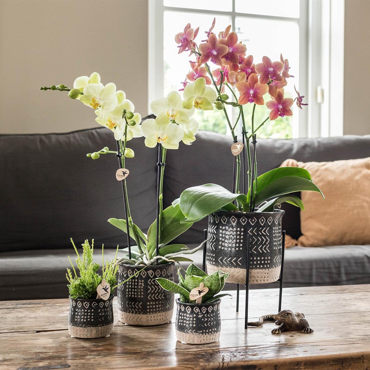  Kolibri Orchids | Oranje Geurende Phalaenopsis Orchidee - Fragrance Orange - Potmaat Ø12cm | Bloeiende Kamerplant - Vers Van De Kweker