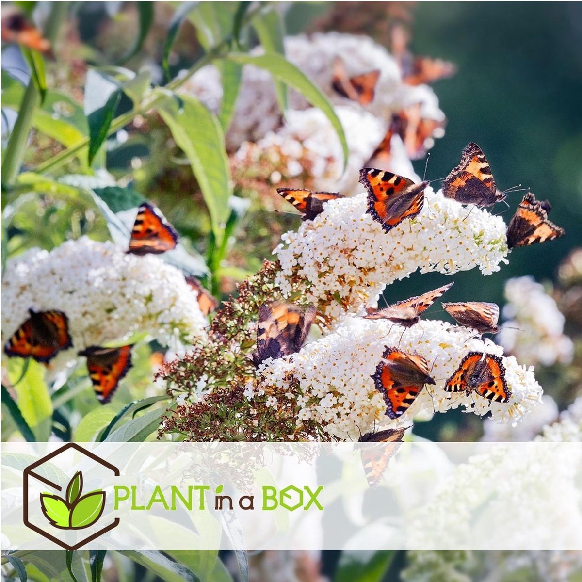  Plant In A Box - Mix Van 3 Vlinderstruiken - Buddleja Davidii 'Nanho Blue', 'Pink Delight', 'White Profusion' - Pot 9cm - Hoogte 25-40cm