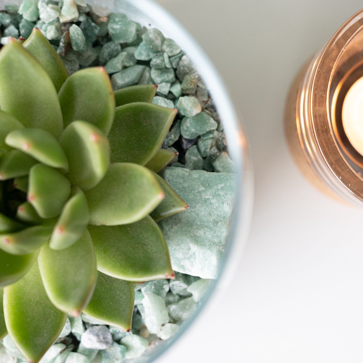  Glaasje Geluk | Echeveria Miranda | In Glas Arrangement | Planten | Bloompost