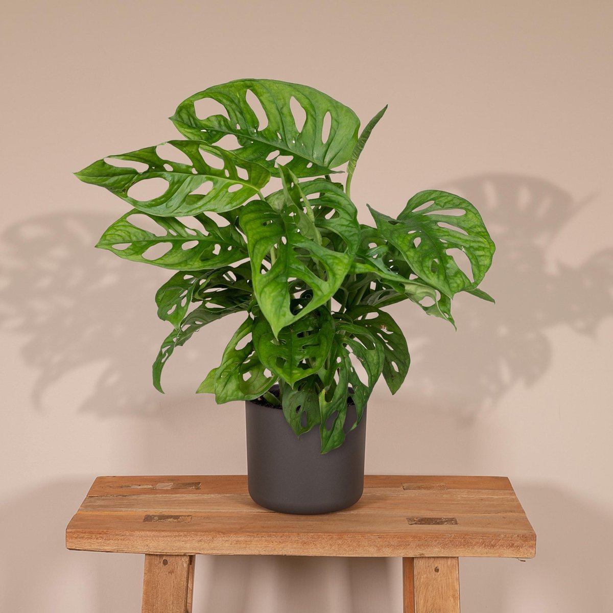  Monstera Monkey Leaf - Gatenplant - 30cm - Ø12