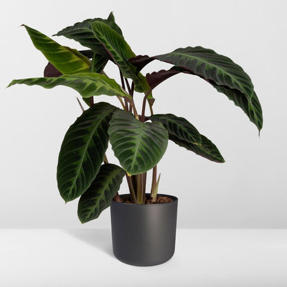  Calathea Warscewiczii 70cm