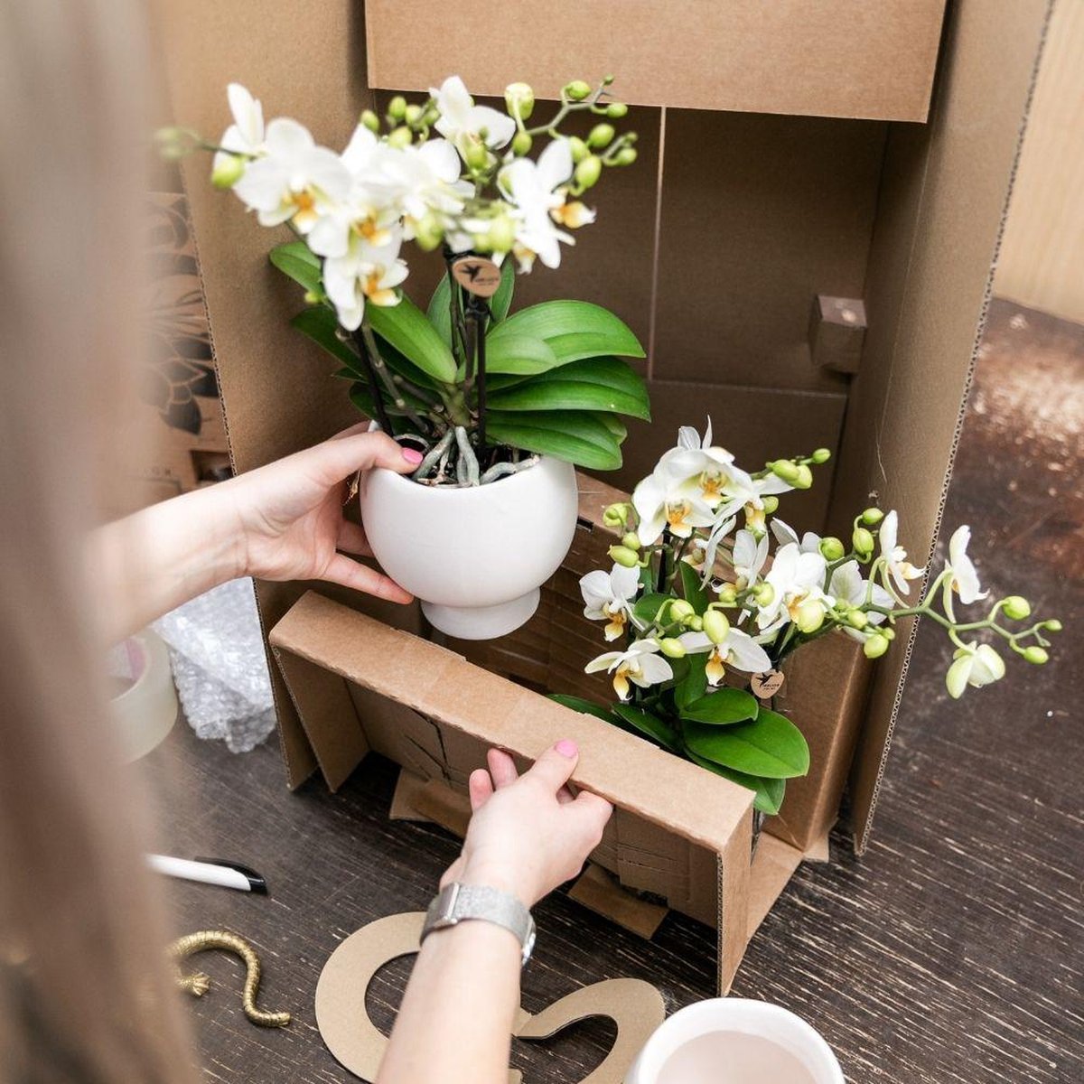  Kolibri Orchids | Oranje Geurende Phalaenopsis Orchidee - Fragrance Orange - Potmaat Ø12cm | Bloeiende Kamerplant - Vers Van De Kweker