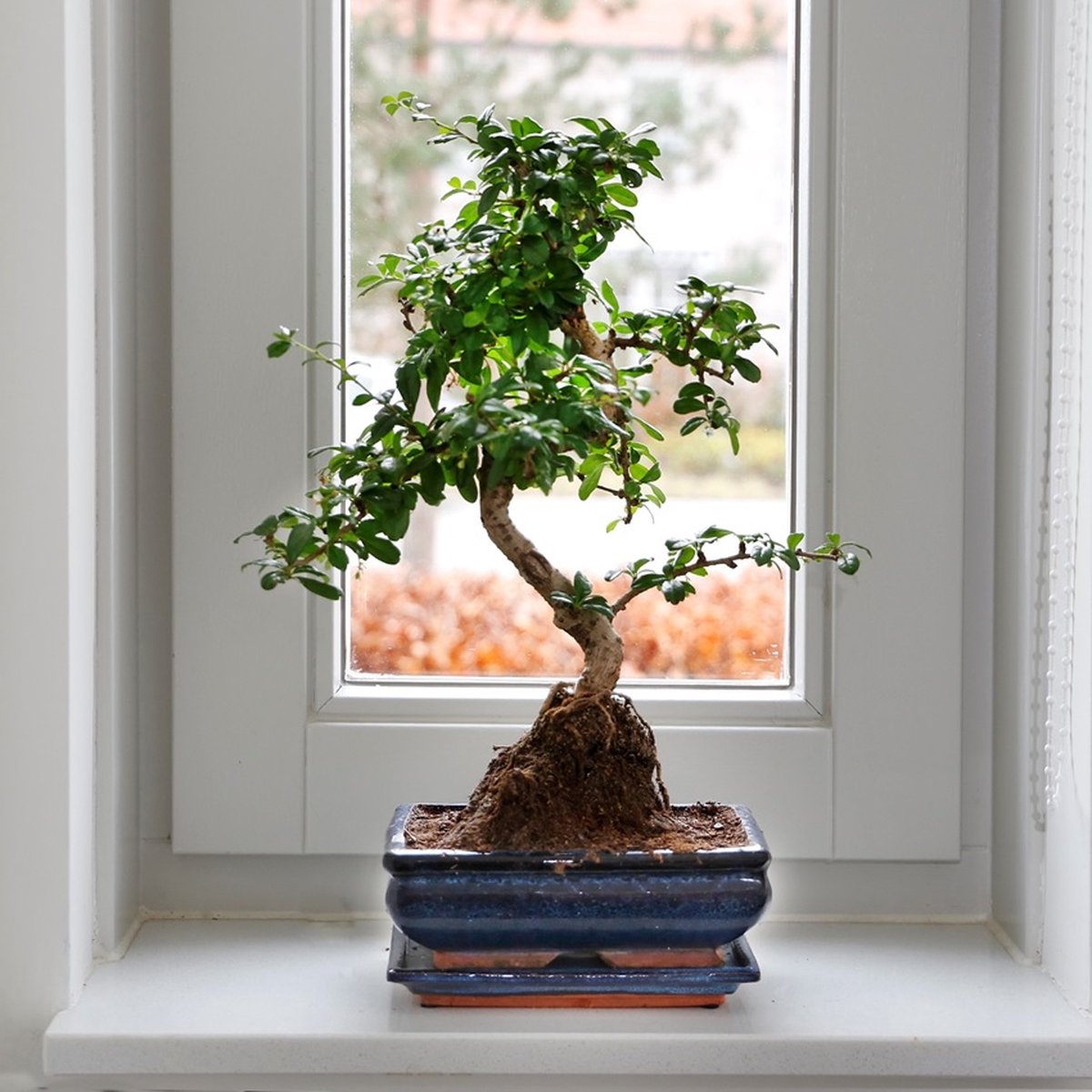  Bonsaiworld Bonsai Boompje - 8 Jaar Oud - Hoogte 25-30 Cm + Bonsai Verzorgingsboekje