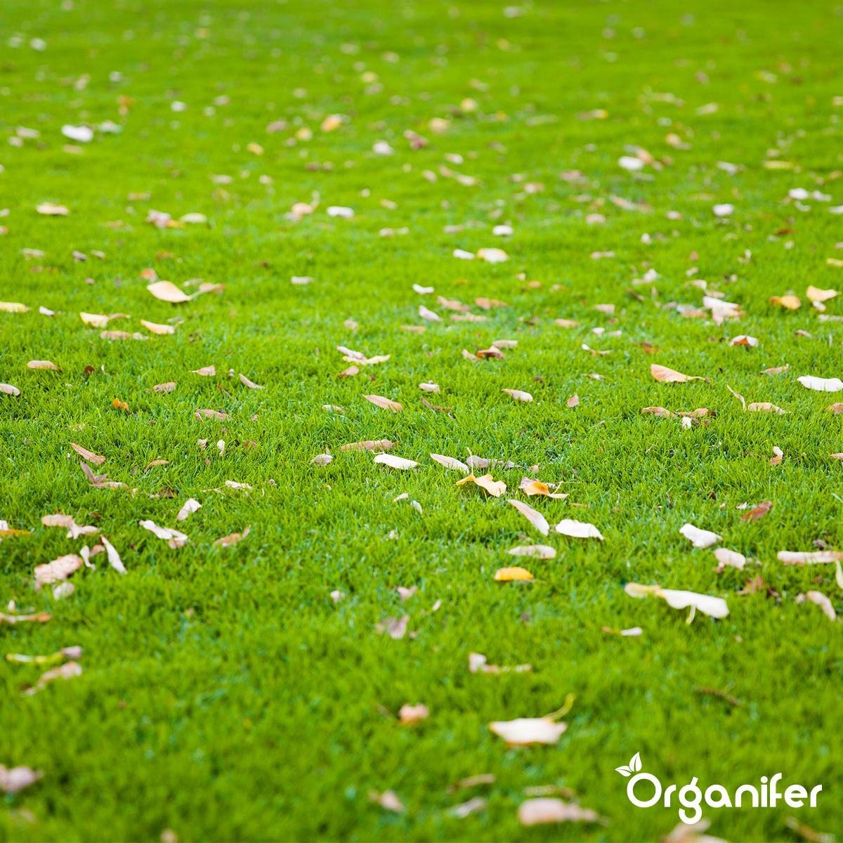  Herstelgazon Graszaad Met Grote Kiemkracht – Fast Repair (5 Kg Voor 250m2) Organifer