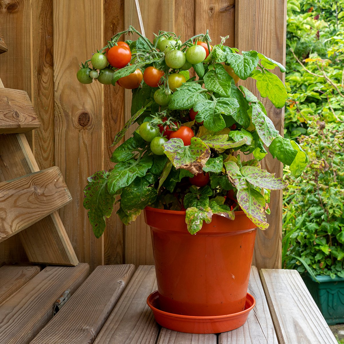  Tuin De Bruijn® Zaden - Tomaat - Pottomaat Minibel - Zeer Hoge Opbrengst - Eenvoudige Teelt