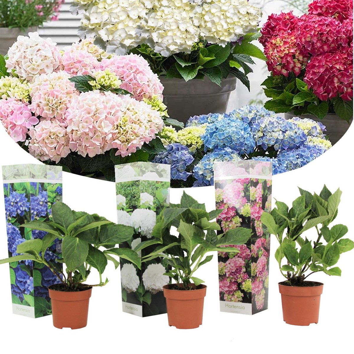  Plant In A Box - Mix Van 3 Hydrangea Macroph. - Hortensia Mix - Pot 9cm - Hoogte 25-40cm