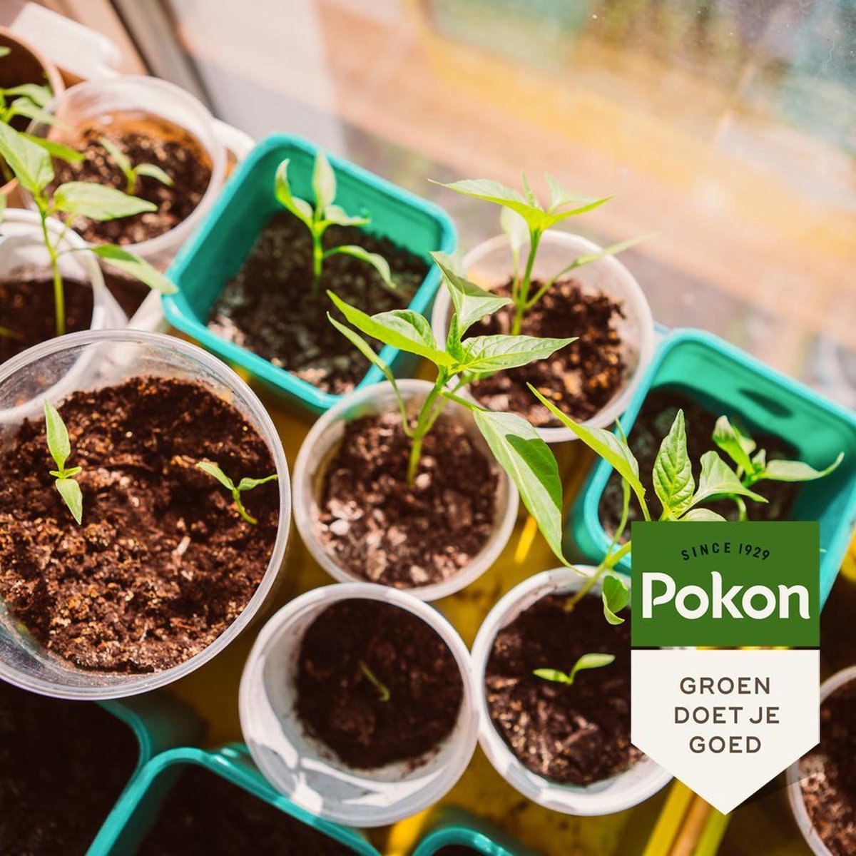  Pokon Bio Zaai- En Stekgrond - 10l - Potgrond (biologisch) - Stimuleert Wortelontwikkeling