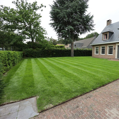  Snelkiemend Power Graszaad Voor 50m² Gras | Hoge Kwaliteit Gras Voor Een Snel Groeiend Meerjarig Gazon