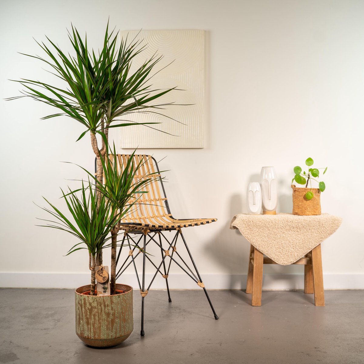  XXL Dracaena Marginata Met Pot - Drakenbloedboom - 120cm Hoog , 21Ø - Kamerplant
