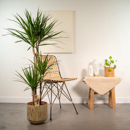  XXL Dracaena Marginata Met Pot - Drakenbloedboom - 120cm Hoog , 21Ø - Kamerplant
