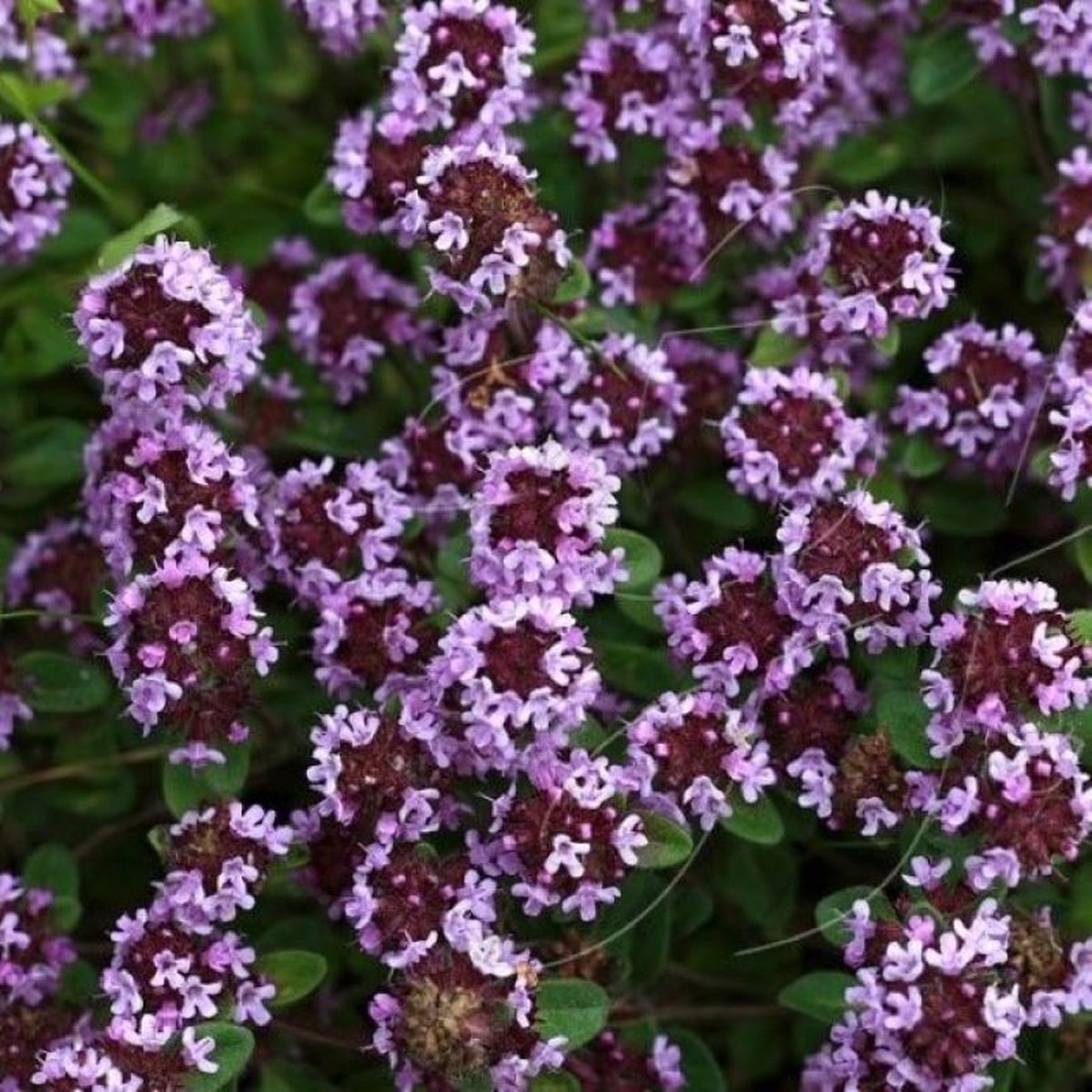 GP 12 X Kruipend Tijm / Kruiptijm - Winterharde Tuinplanten - Thymus Praecox 'Purple Beauty' In 9x9cm Pot Met Hoogte 5-10cm