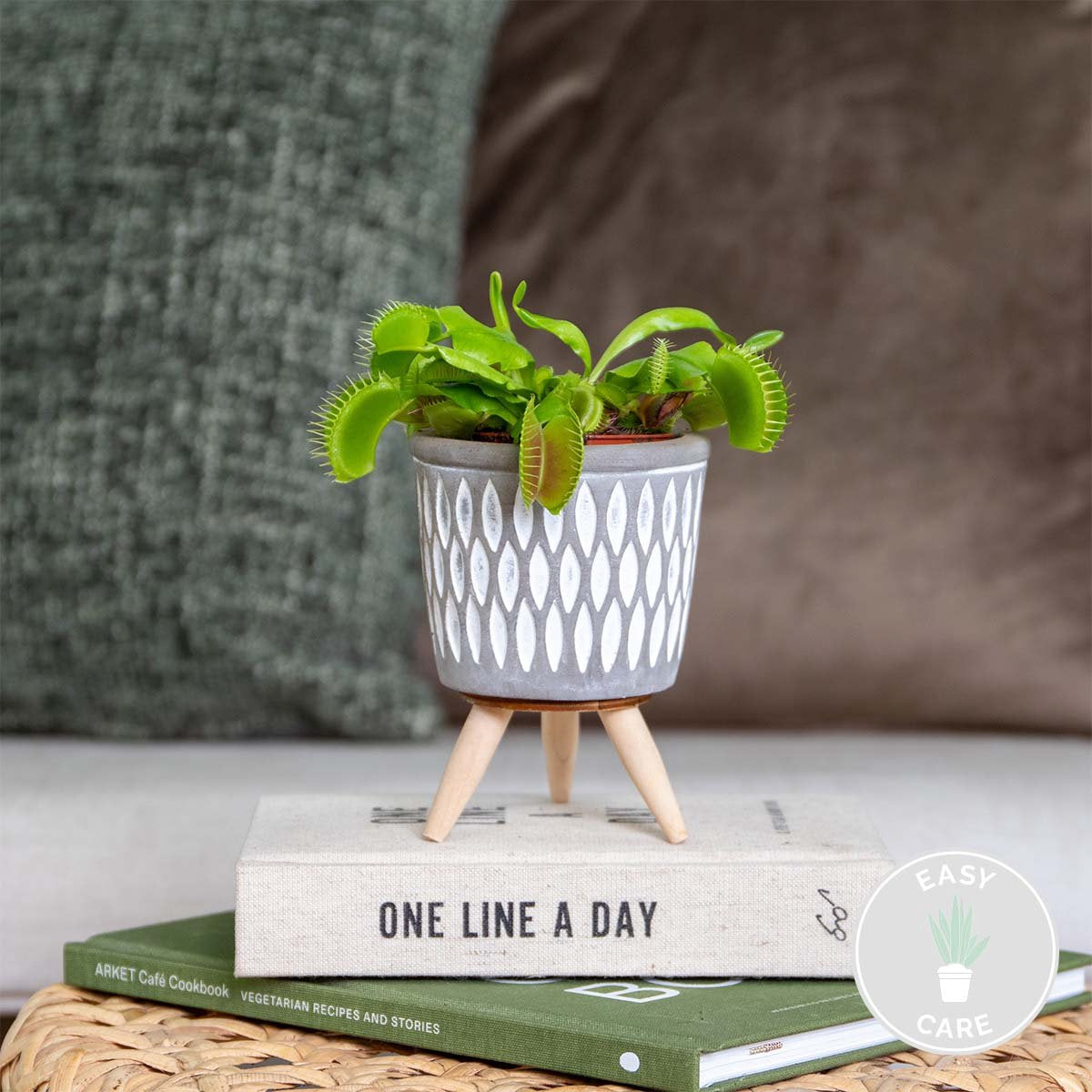  Kleine Vleesetende Plant | Dionaea Per Stuk - Binnen- En Buitenplant In Kwekerspot ⌀6 Cm - ↕10 Cm