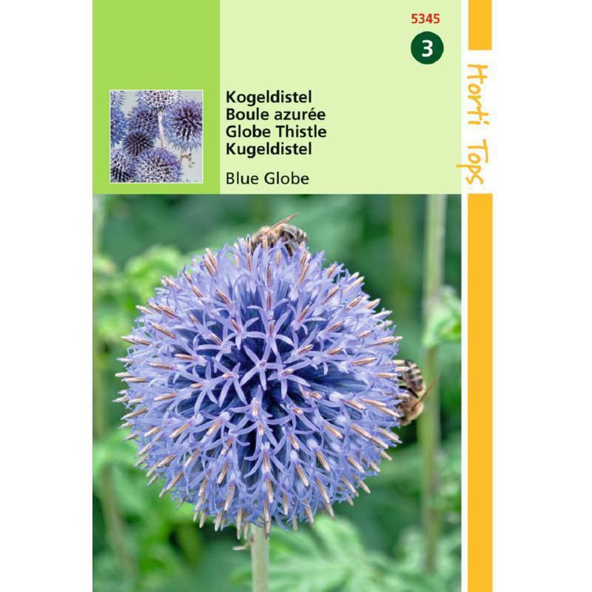 Hortitops Kogeldistel Blue Globe