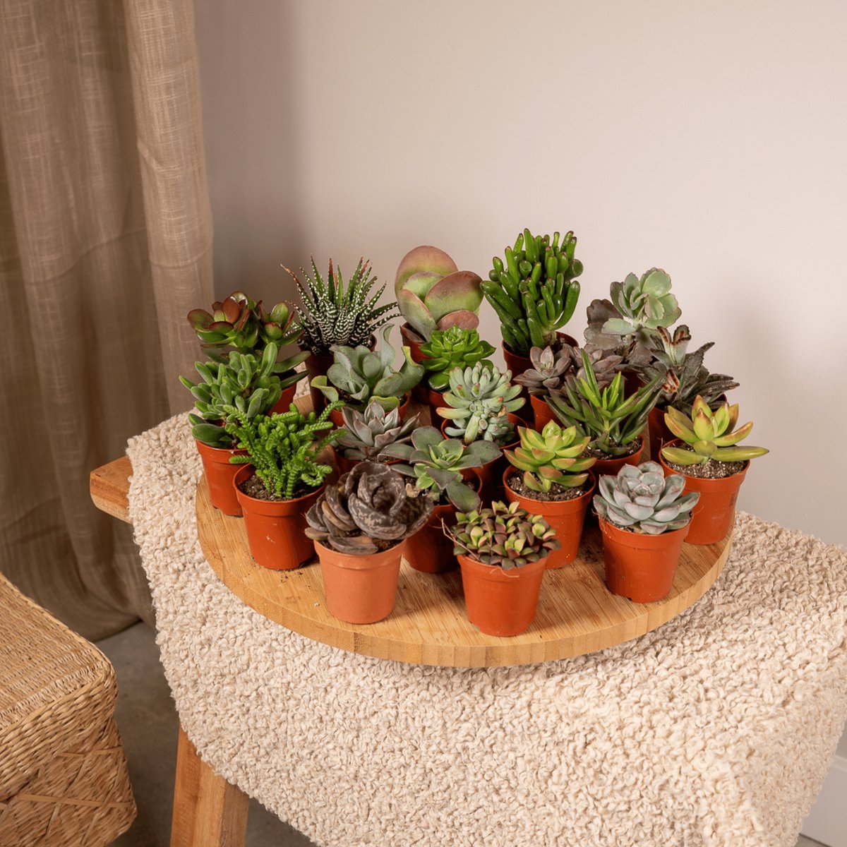  Succulent - Succulenten Mix - 20 Stuks - 7cm Hoog, 5,5Ø - Kamerplant - Zonder Mand