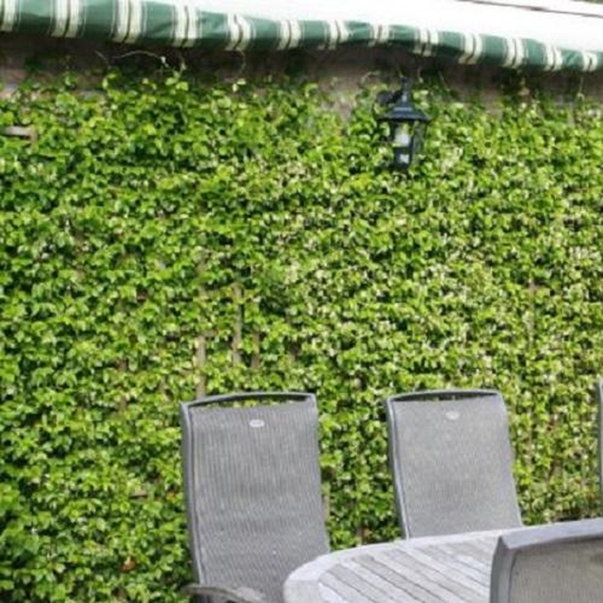  3 X Toscaanse Jasmijn Gemengd (3 Halen, 2 Betalen!) - Mix Geel, Wit En Roze Jasmijn Plant | Groenblijvend/Wintergroen En Winterhard - Klimplanten - Goed Voor 1 Strekkende Meter Haag Met Bloemen | 3 X 1,5 Liter Pot - Te Combineren Met Rozen In Klimrek