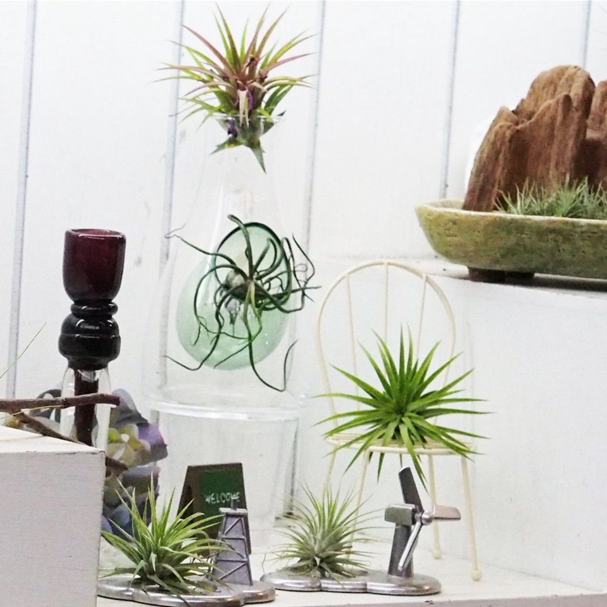  Ecoworld Luchtplantjes Spray - 125 Ml - Spray Voor Tillandsia Luchtplanten - 100% Biologische Airplant Verzorgingspray - Uit Eigen Kwekerij