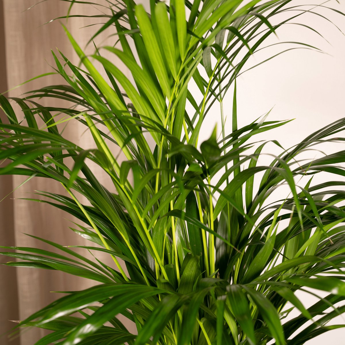  Areca Palm - Goudpalm/Dypsis Lutescens - 85cm Hoog, 19Ø - - Zonder Mand