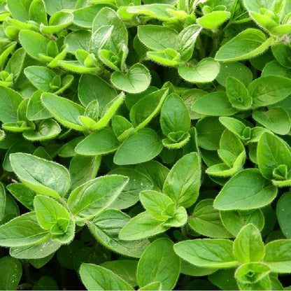 Kruidentuin - 6 Soorten Kruidenplanten: Maggi, Munt, Citroenmelisse, Curry, Rozemarijn, Tijm - Herbs - Kruidenplanten - Tuinplanten