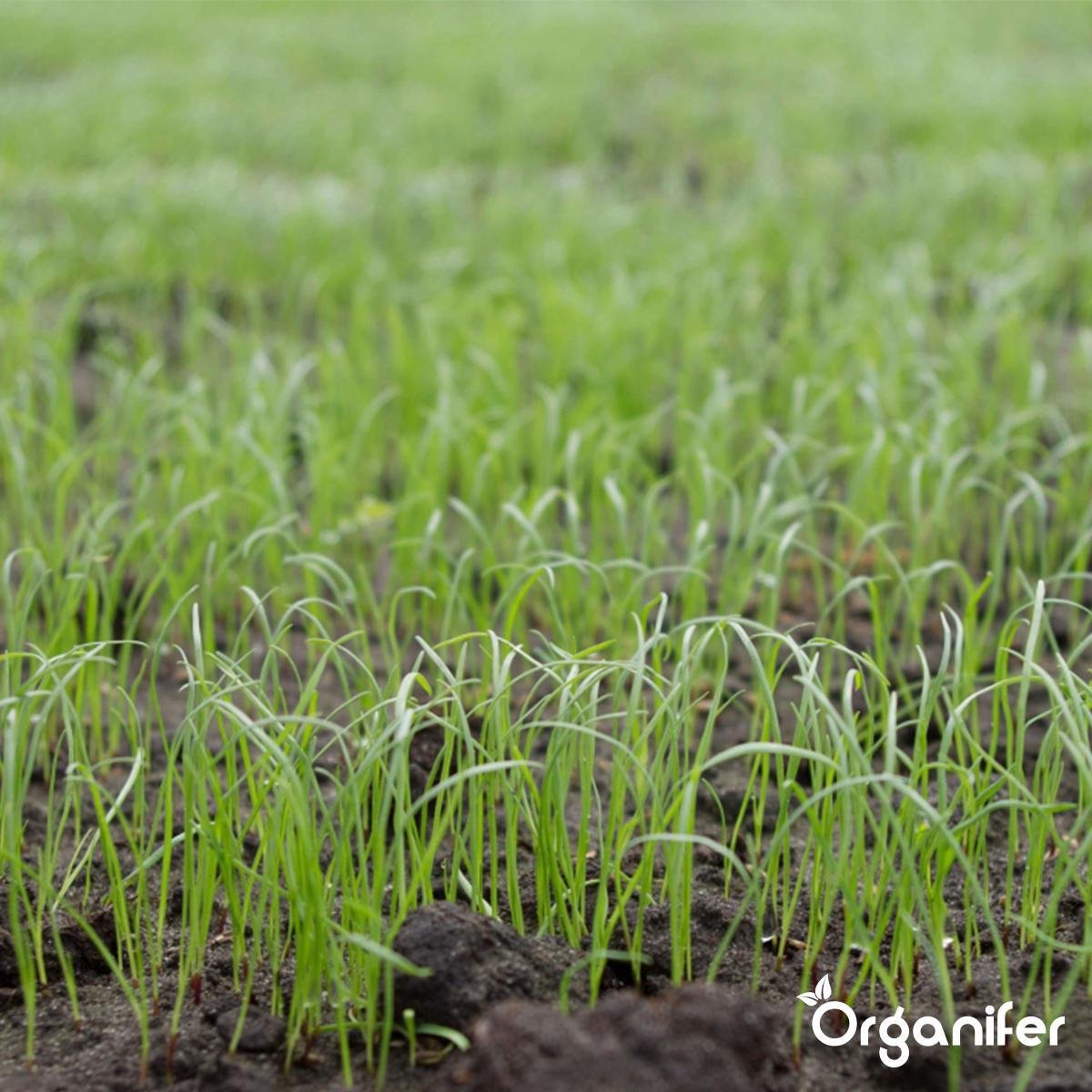  Herstelgazon Graszaad Met Grote Kiemkracht – Fast Repair (5 Kg Voor 250m2) Organifer