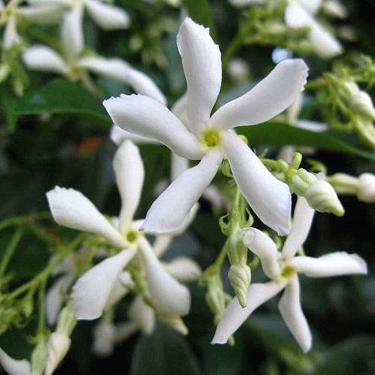  3 X Toscaanse Jasmijn Gemengd (3 Halen, 2 Betalen!) - Mix Geel, Wit En Roze Jasmijn Plant | Groenblijvend/Wintergroen En Winterhard - Klimplanten - Goed Voor 1 Strekkende Meter Haag Met Bloemen | 3 X 1,5 Liter Pot - Te Combineren Met Rozen In Klimrek