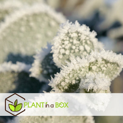  Plant In A Box - Eucalyptus Pulverulenta 'Baby Blue' - Set Van 2 - Pot 13cm - Hoogte 25-40cm